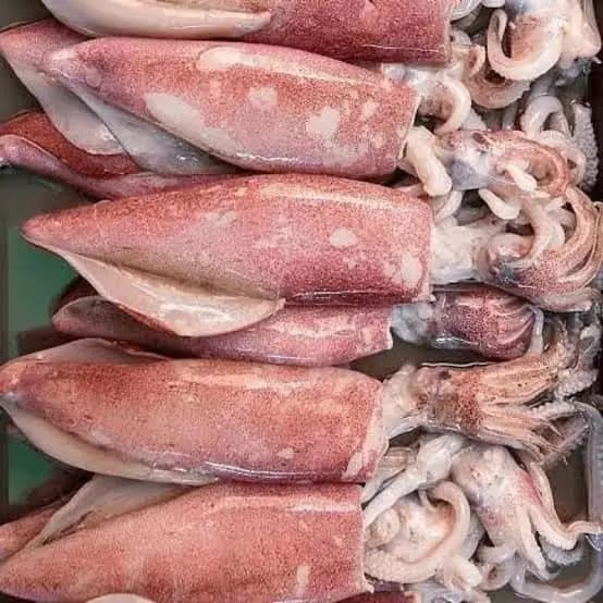 Foto produk 7 dari supplier darafauziw