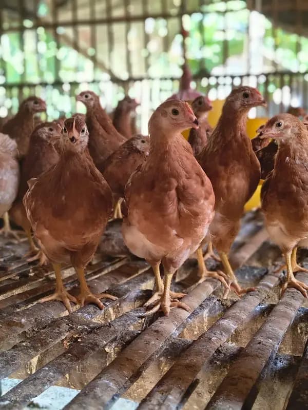 Foto produk 2 dari supplier moch.ainunnajib