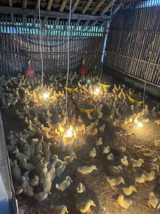 Produk dari supplier wijayaduck_farm — Seafood & Daging