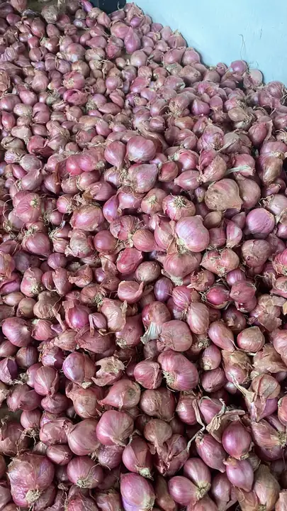Foto produk 2 dari supplier bawangmerahkrian